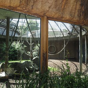 Gorilla or smaller primate separation exhibit next to gorilla exhibit, 2024-06-30