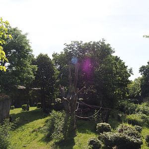 Western lowland gorilla and White-crowned mangabey exhibit, 2024-06-30