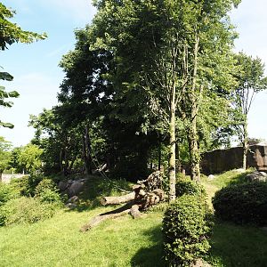 Western lowland gorilla and White-crowned mangabey exhibit, 2024-06-30
