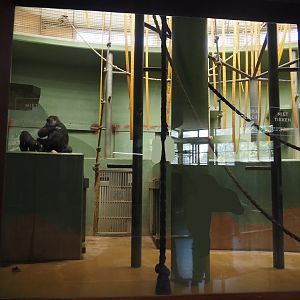 One of the Western lowland gorilla indoor exhibits, 2024-06-30