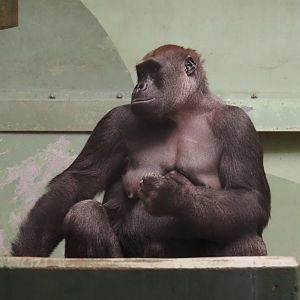 Western lowland gorilla (Gorilla gorilla gorilla), 2024-06-30