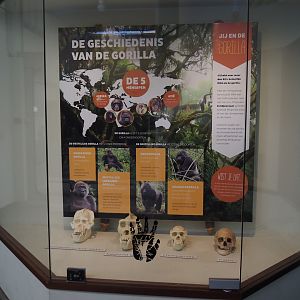Educational display on great apes, 2024-06-30