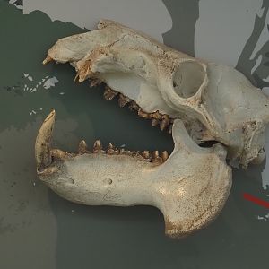 Pygmy hippopotamus skull, 2024-06-30