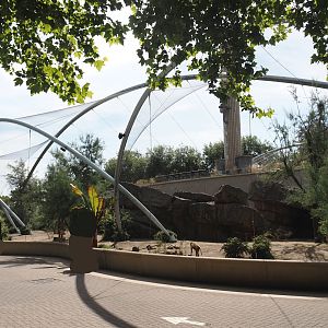 Gelada family group and Blue-winged goose exhibit, 2024-06-30