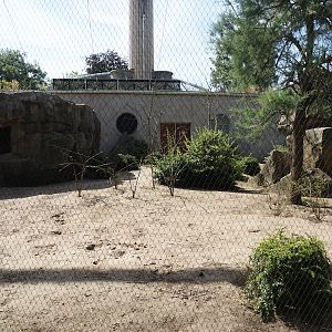 Gelada family group and Blue-winged goose exhibit, 2024-06-30