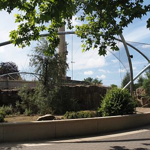 Gelada family group and Blue-winged goose exhibit, 2024-06-30