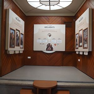 Gelada educational materials in renovated old predator house, 2024-06-30