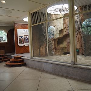 Gelada indoor exhibit and education area in renovated old predator house, 2024-06-30