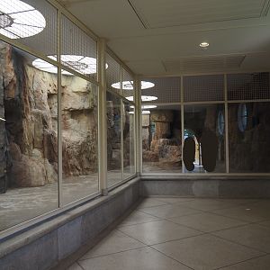 Gelada indoor exhibit in renovated old predator house, 2024-06-30