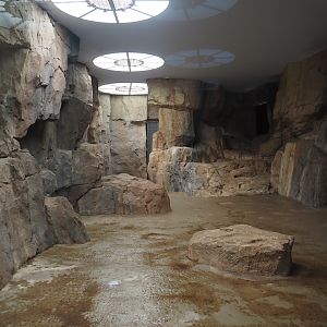 Gelada indoor exhibit in renovated old predator house, 2024-06-30