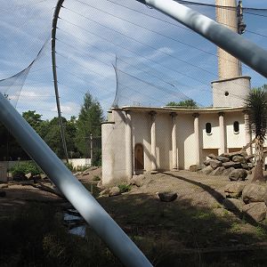 Bachelor gelada group exhibit, 2024-06-30