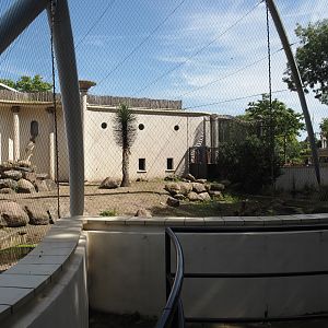 Bachelor gelada group exhibit, 2024-06-30