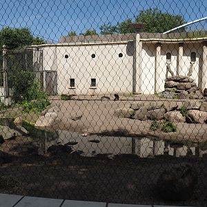 Bachelor gelada group exhibit, 2024-06-30