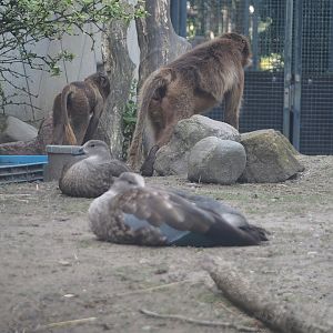Blue-winged goose (Cyanochen cyanoptera) and Geladas (Theropithecus gelada), 2024-06-30