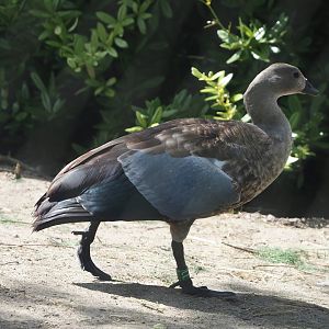 Blue-winged goose (Cyanochen cyanoptera), 2024-06-30