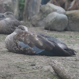 Blue-winged goose (Cyanochen cyanoptera), 2024-06-30