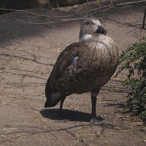 Blue-winged goose (Cyanochen cyanoptera), 2024-06-30