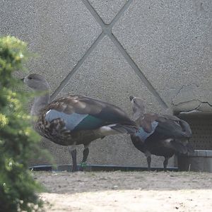 Blue-winged geese (Cyanochen cyanoptera), 2024-06-30