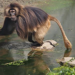 Gelada (Theropithecus gelada), 2024-06-30