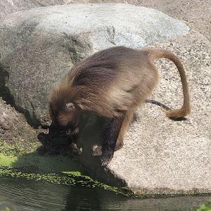 Gelada (Theropithecus gelada), 2024-06-30