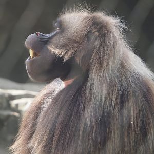 Gelada (Theropithecus gelada), 2024-06-30