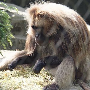 Gelada (Theropithecus gelada), 2024-06-30