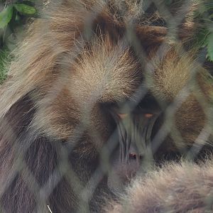 Gelada (Theropithecus gelada), 2024-06-30