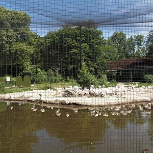 Greater flamingo and waterfowl aviary, 2024-06-30