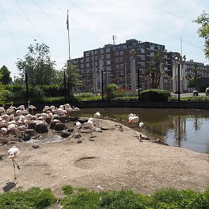 Greater flamingo and waterfowl aviary, 2024-06-30