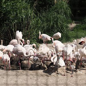 Greater flamingos (Phoenicopterus roseus), 2024-06-30