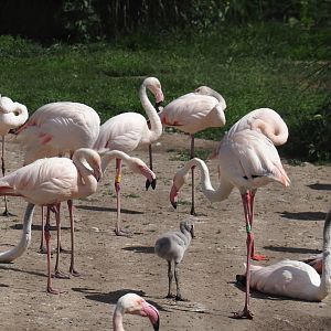 Greater flamingos (Phoenicopterus roseus), 2024-06-30