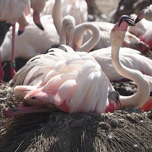 Greater flamingos (Phoenicopterus roseus), 2024-06-30
