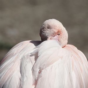 Greater flamingo (Phoenicopterus roseus), 2024-06-30
