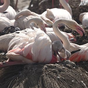 Greater flamingos (Phoenicopterus roseus), 2024-06-30