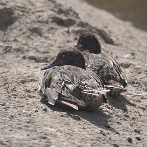 Northern pintail (Anas acuta), 2024-06-30