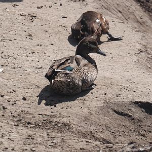 Eurasian green-winged teal (Anas crecca crecca), 2024-06-30