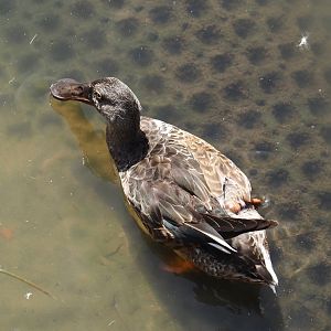 Northern shoveler (Spatula clypeata), 2024-06-30