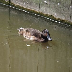 Baer’s pochard (Aythya baeri), 2024-06-30