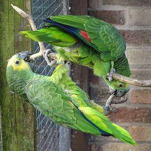 Blue-fronted Amazons Echo and Bertie, 7th March 2025