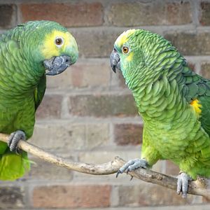 Blue-fronted Amazons Echo and Bertie, 7th March 2025