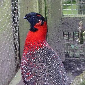 Satyr Tragopan, 10th March 2025