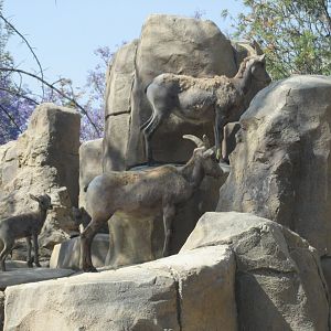 Mexican desert bighorn sheep