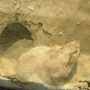 Mexican prarie dog
