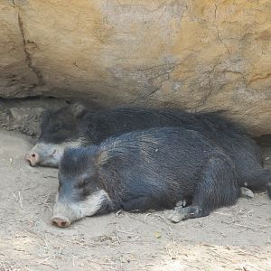 white lipped peccaries