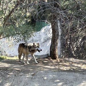 Mexican wolf