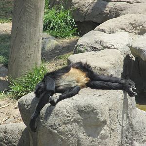 Mexican spider monkey