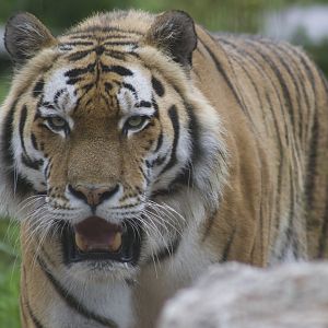Amur tiger Rusty