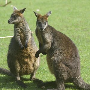 Swamp wallaby pair