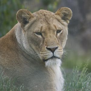 Zoo-mix lioness