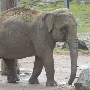 Asian elephant cow
